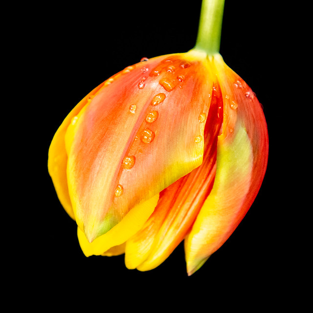 tulip after the rain