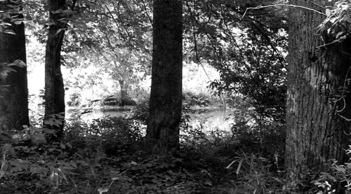 blackandwhite water forest alabama sipsey brushycreek