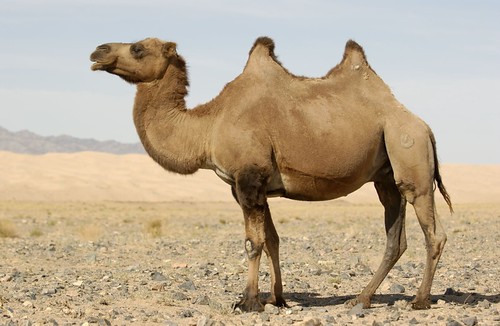 Camelus bactrianus - Camel