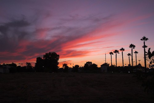 sunset sky evening scenic palm