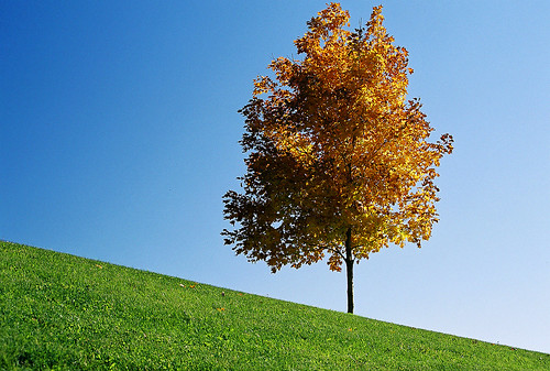 autumn tree fall colors wow landscape hill jordan hillside jamesjordan