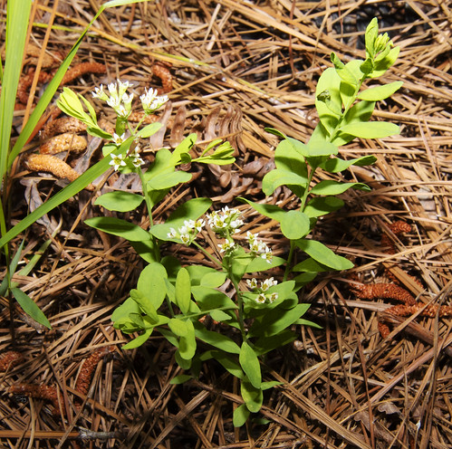 vmnbwp512 va vanative white plants rosidae sandalwoodsantalaceae santalales flickr zuni virginia unitedstates