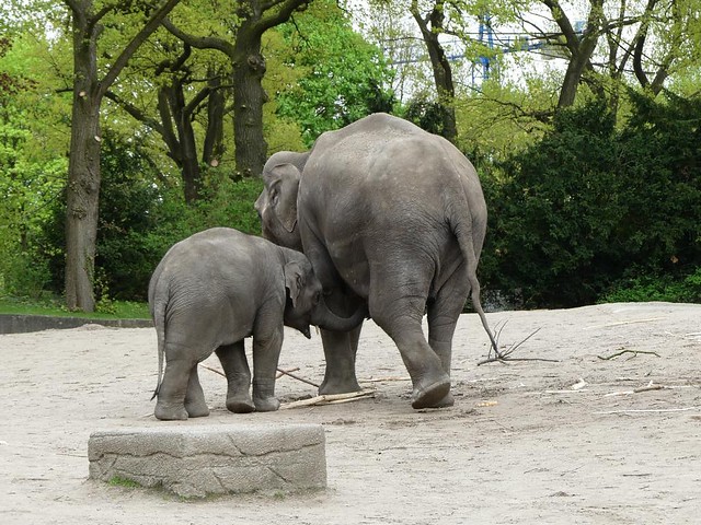Elefant, Hagenbeck