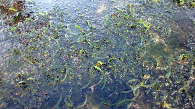 Serrated ribbon seagrass (Cymodocea serrulata)