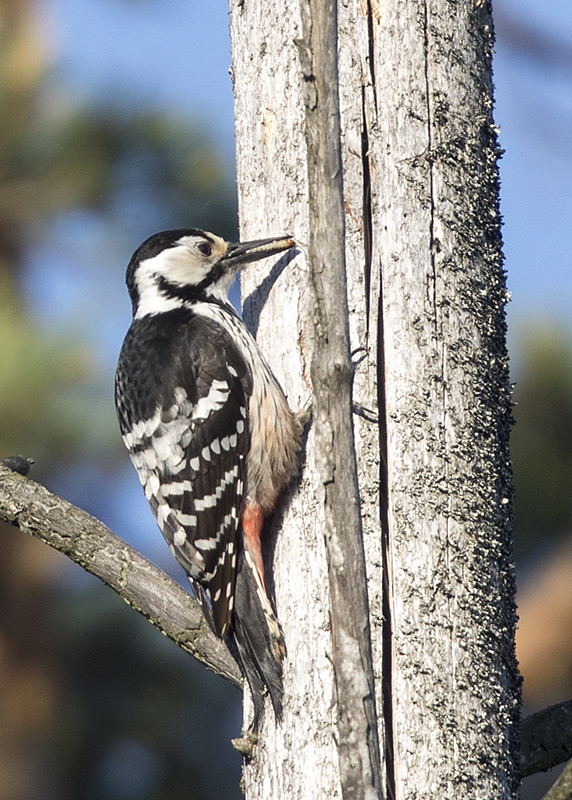 White-backed Woodpecker   Dendrocopos leucotos