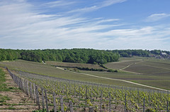 Montgenost (Marne) - Photo of La Forestière