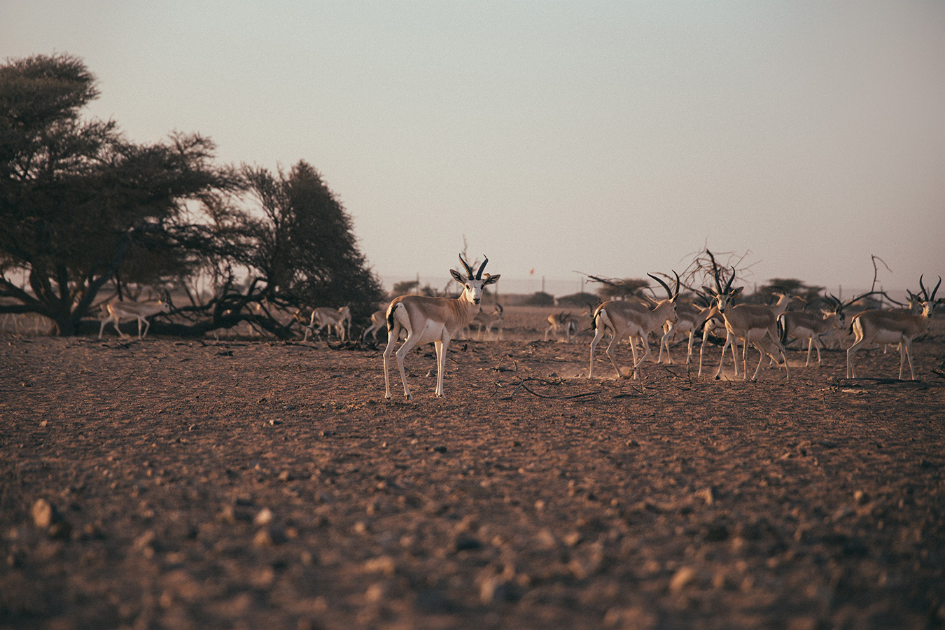 Arabian Oryx Sanctuary, Oman