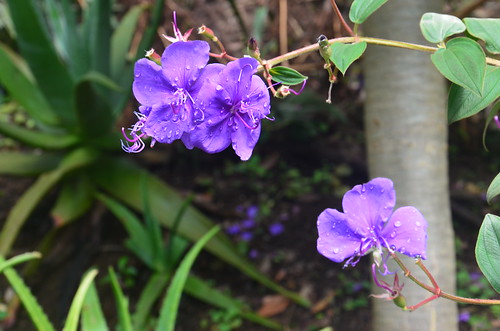 Orchideen im Garten von Funchal