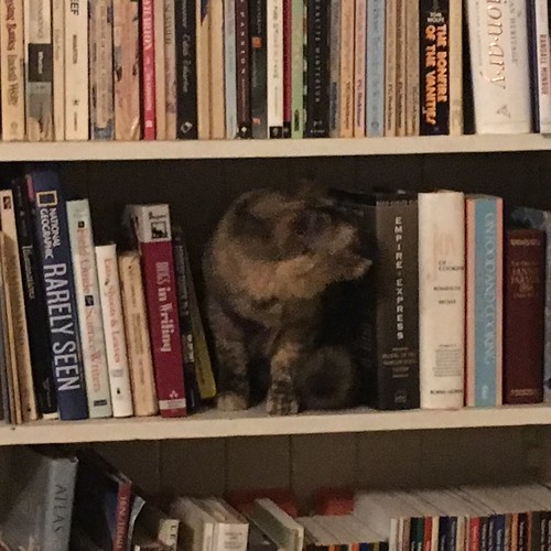 Bookshelf cat