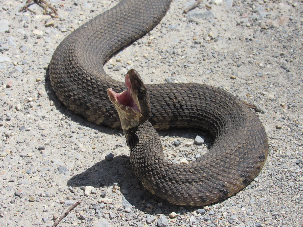 Angry Cottonmouth