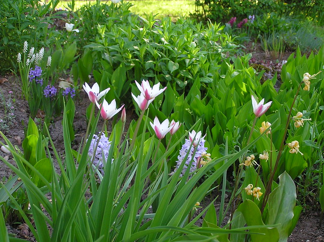 Tulipa clusiana 'Pepperment Stick'
