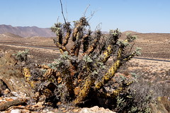 Pelargonium paniculatum. The height of the plant ca. 60-65 cm