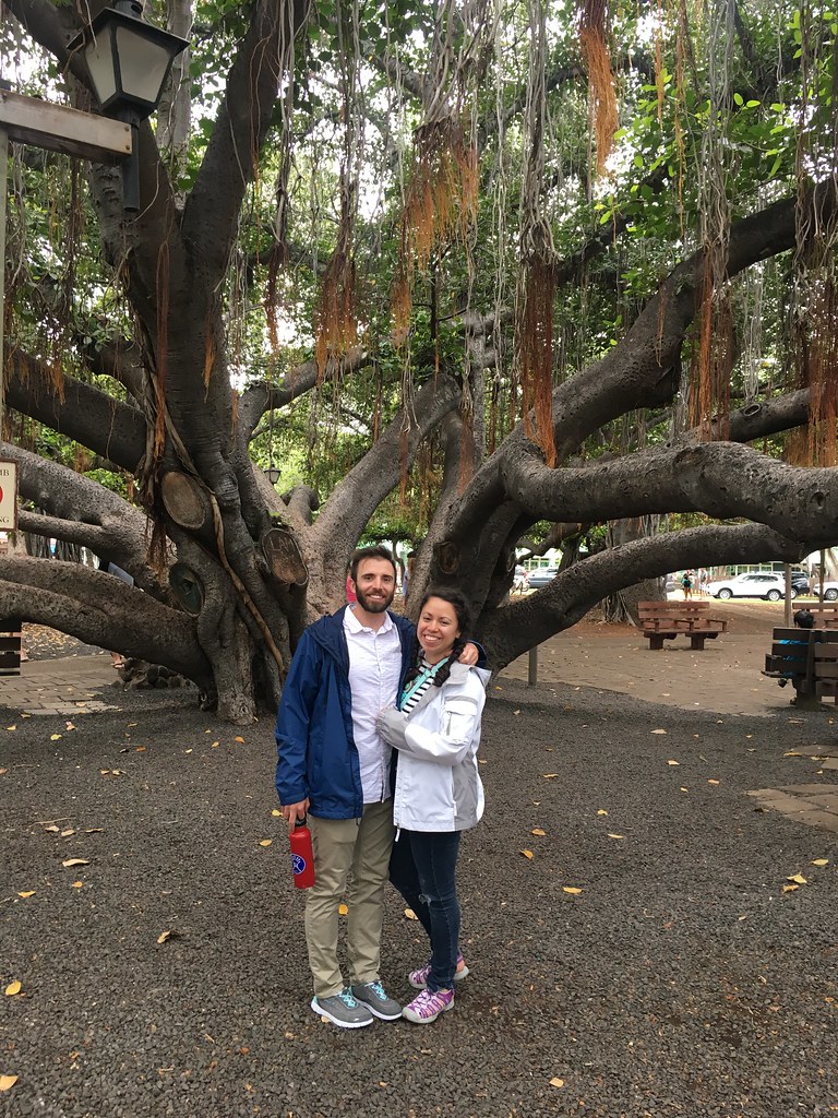 Lahaina banyan tree