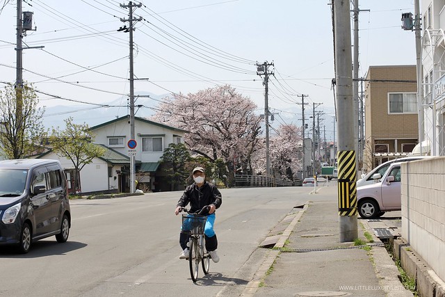 Cherry Blossoms in Hirosaki city street