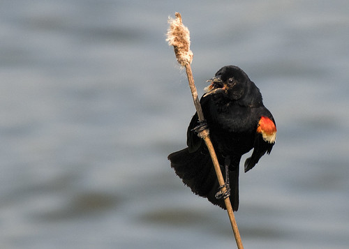 NJ: Red-winged Blackbird