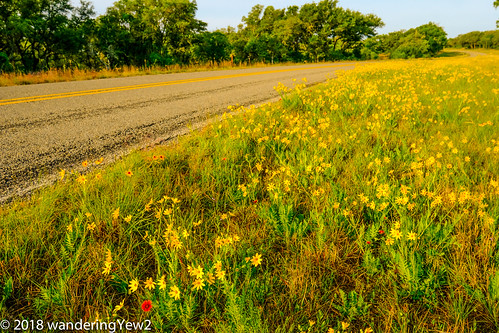 blancocounty fujixpro2 hillcountry texas texashillcountry texaswildflowers flower wildflower