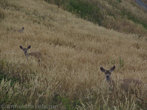 Deer - these were along the trail to Chimney Rock, so there must be quite the population on Point Reyes National Seashore, California