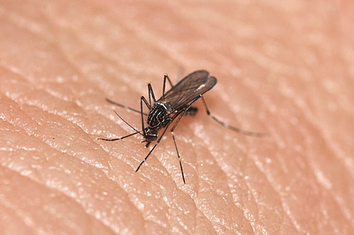 Aedes (Rampamyia) notoscriptus (Skuse, 1889)