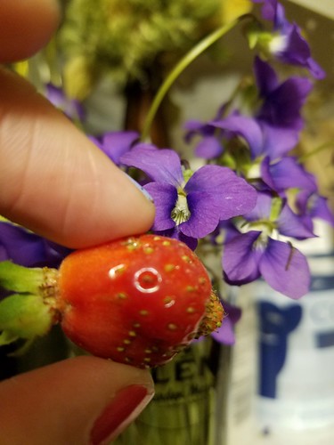 First Strawberry Harvest of the Season