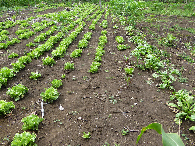Successful growing of lettuces at prototype horticulture plantation on Tanna Island Vanuatu
