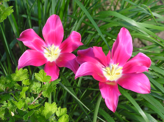 Viridaflora tulips