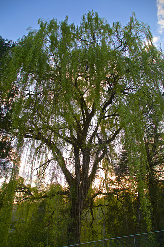 willowtree sunset plantlife
