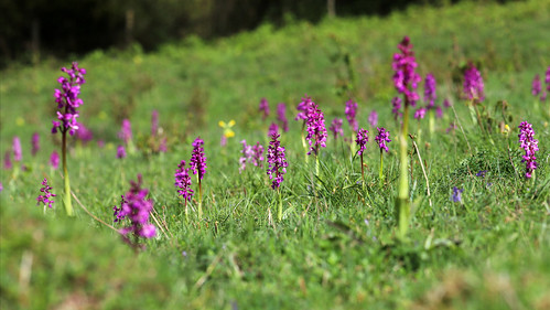 Early Purple Orchid Orchis mascula