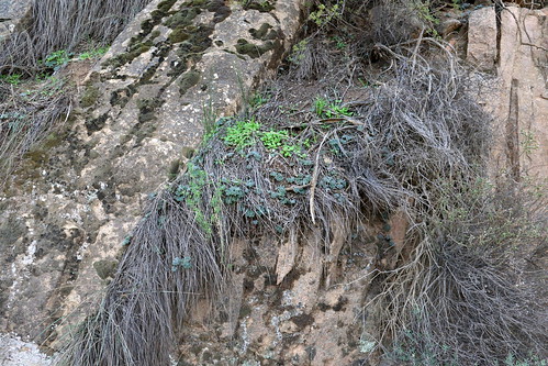 Pelargonium articulatum in habitat