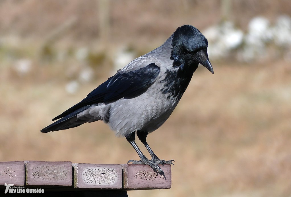 P1140423 - Hooded Crow, Isle of Mull