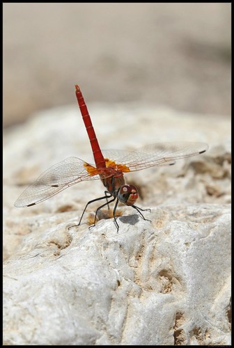 oman libelle dragonfly wadi sahb red