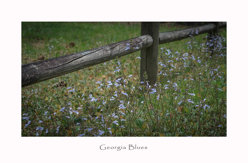 fence hff fencefriday georgia railfence wood weeds blue swga ga 7dwf