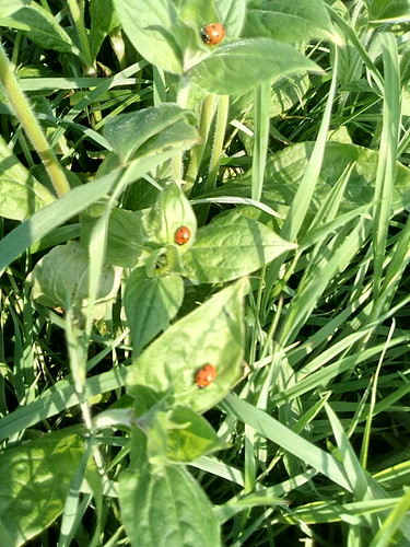 ladybirds May 18