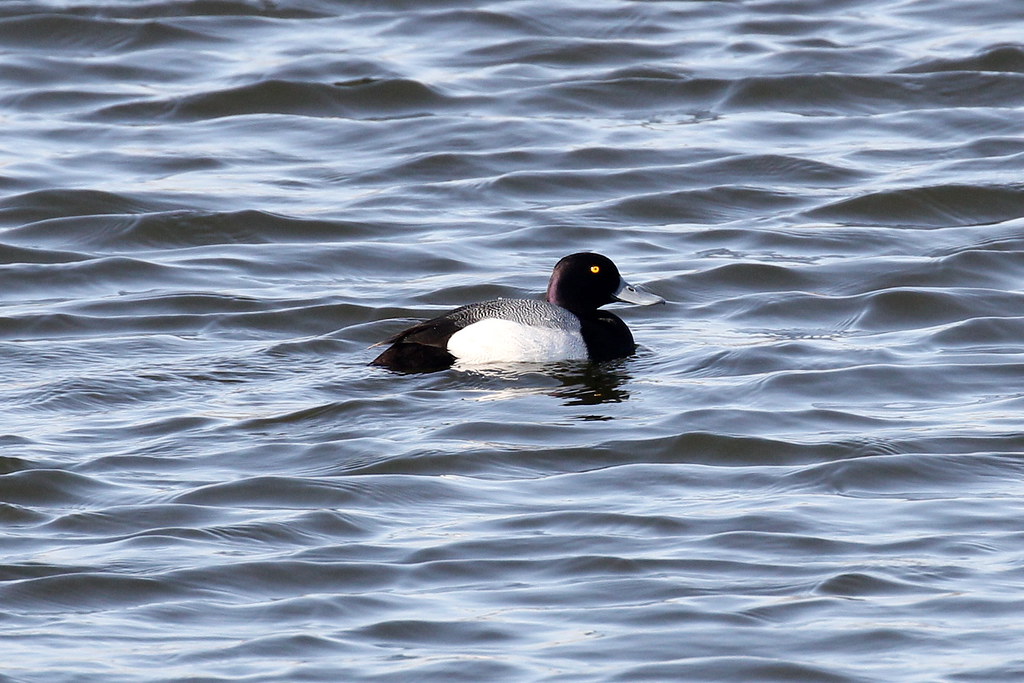 Photograph titled 'Lesser Scaup'