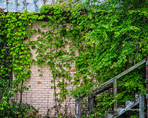 augphotoimagery abandoned brick building exterior green leaves old overgrown overgrowth texture vines weathered prosperity southcarolina unitedstates