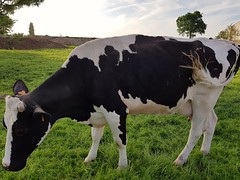 Vache de Serques - Photo of Zouafques