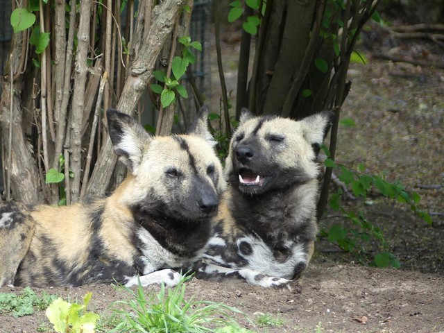 Wildhund, Zoo Berlin