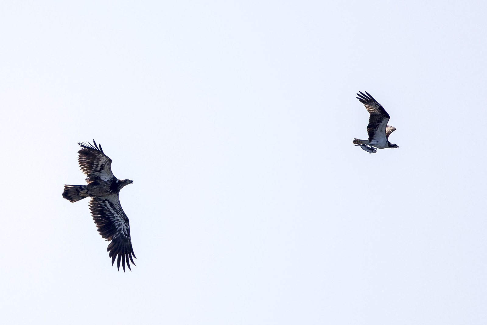 Bald Eagle chasing Osprey with fish - OY5A0424