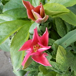 tulip spiky
