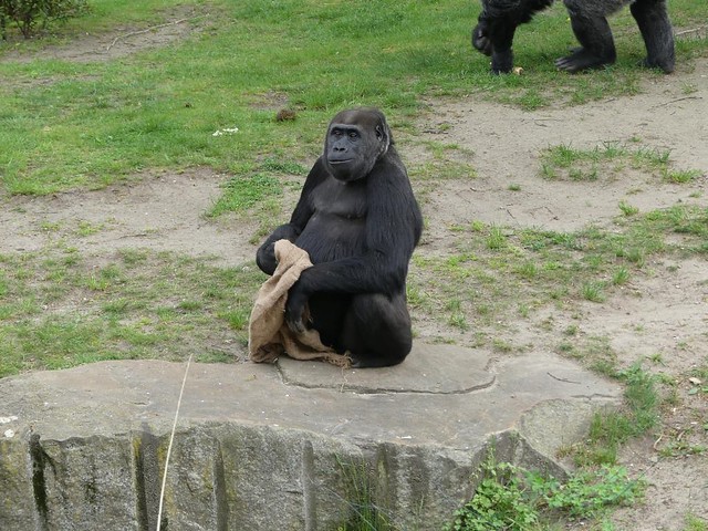 Gorilla Djambala, Zoo Berlin