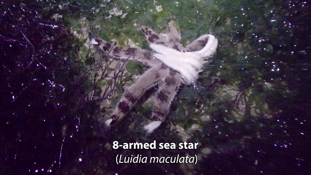 Some sea stars of Pulau Sekudu