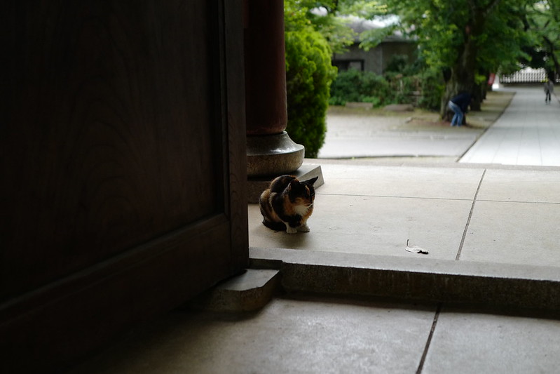 Leica Q雑司ヶ谷法明寺山門の三毛猫