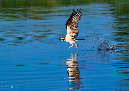 osprey virginia action background bird jamesriver raptor spring sunrise water wildlife chester unitedstates us