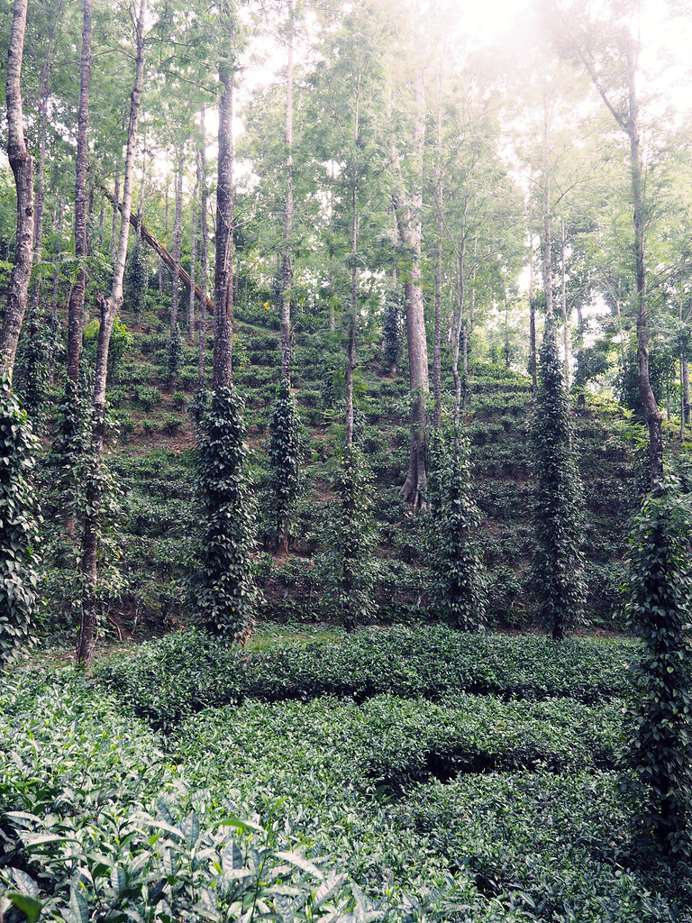 Tea Plantation Munnar Kerela India Lush Greenery_effected