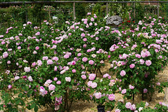 9710 La roseraie - L'Haÿ-les-Roses