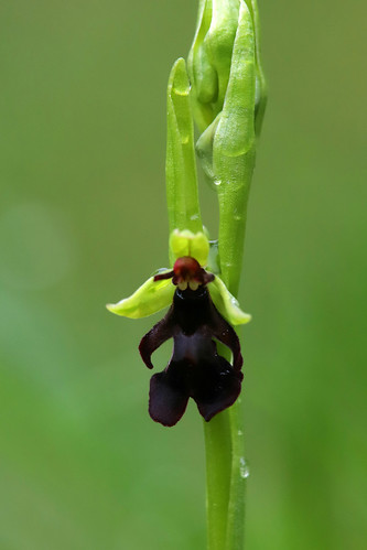 Fly Orchid Ophrys insectifera