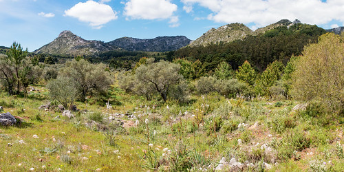 mountain range white sierra landscape ojen spain tree olive pine grass rock flower plant panorama vista