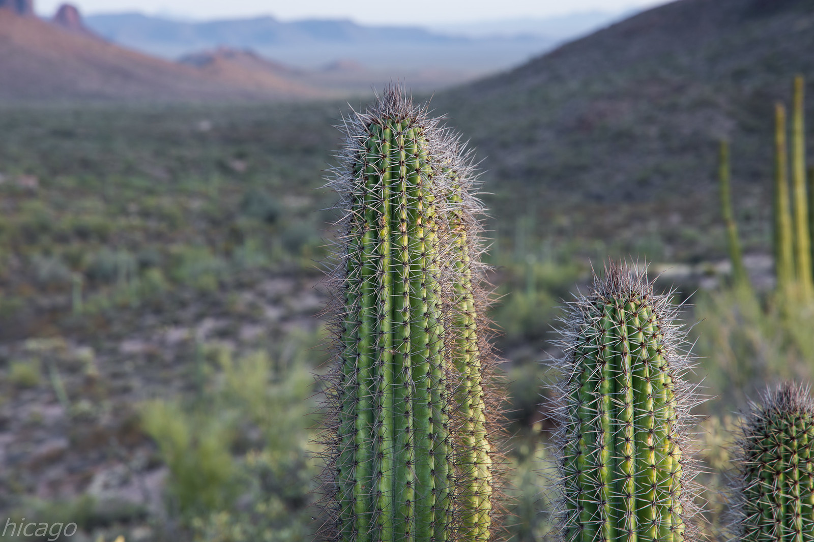 Южная Аризона - Donde vive el cactus?