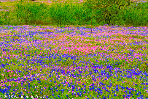 fujixpro2 guadalupecounty texas texaswildflowers bluebonnet flower pinkeveningprimrose wildflower