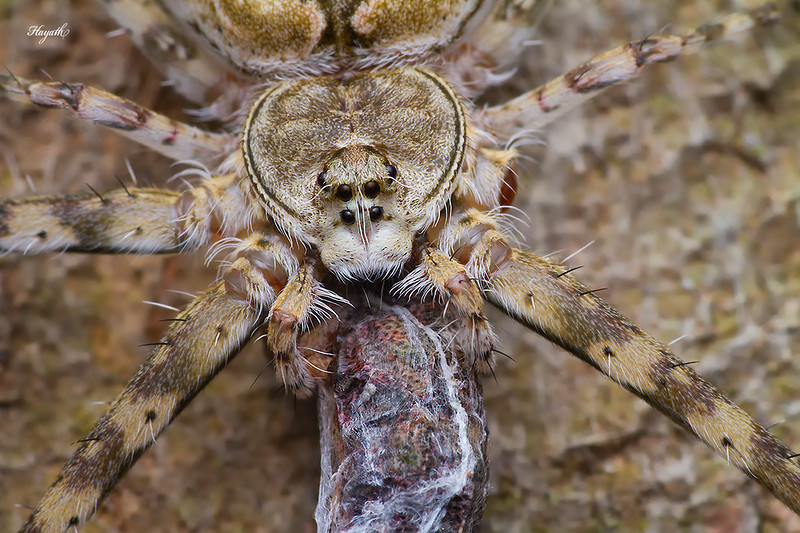 Two tailed spider, Hersilia sp. with kill