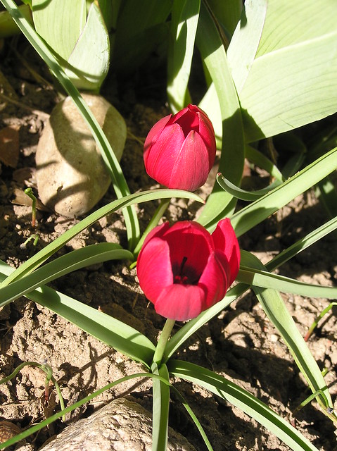 Tulipa humilis 'Lilliput'